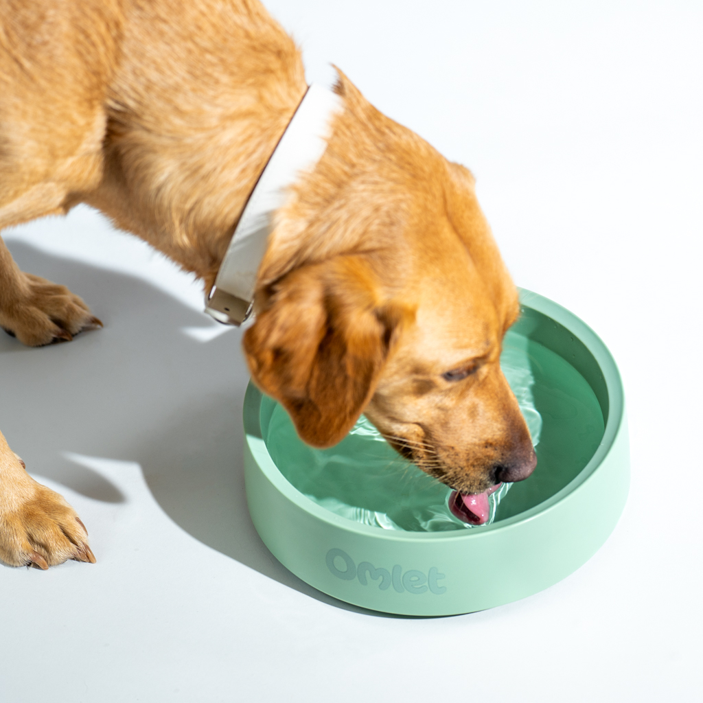 Chien retriever qui boit dans une gamelle pour chien Omlet couleur vert sauge