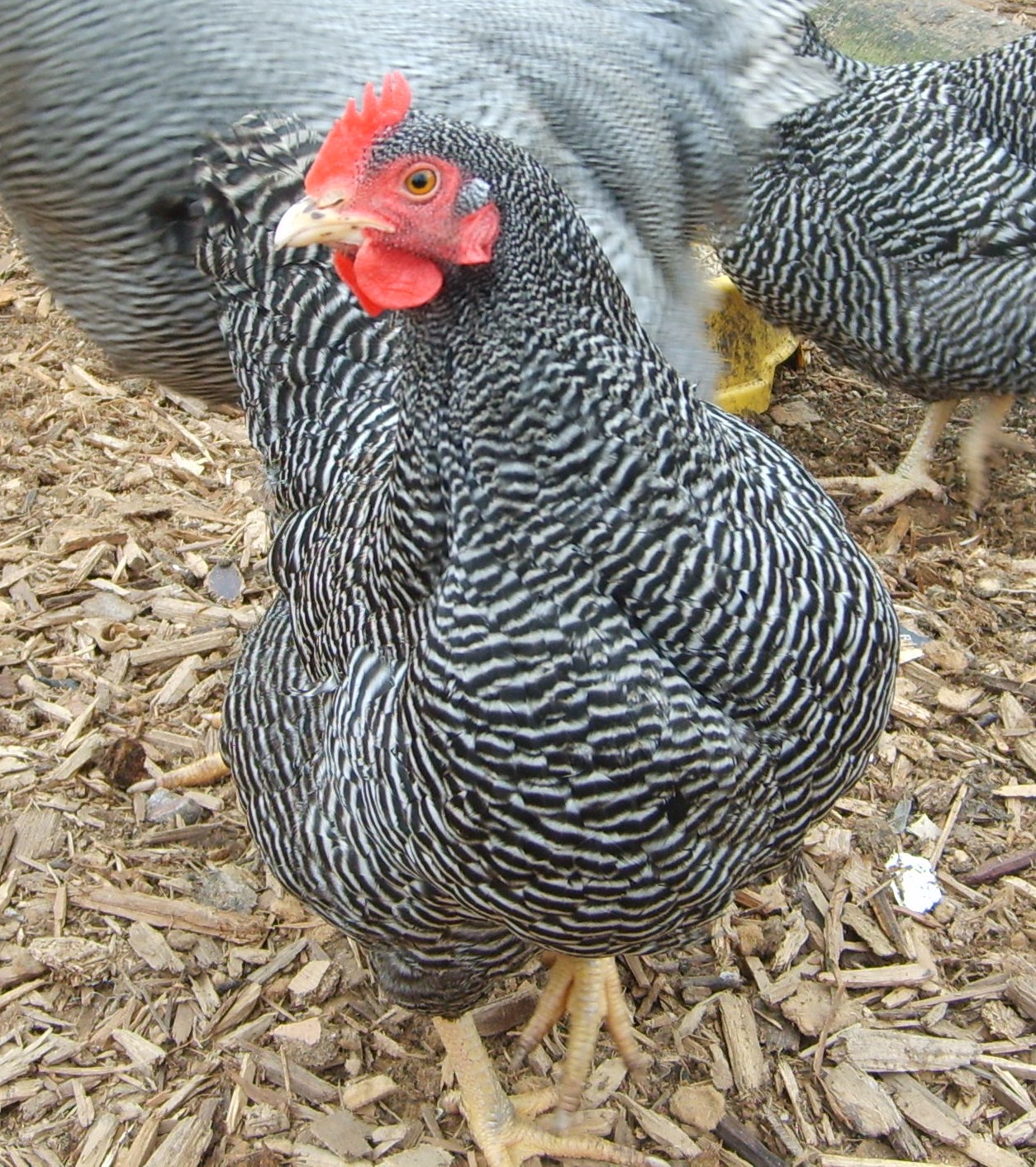 Plymouth Rock For Sale Poules Informations sur les races Omlet