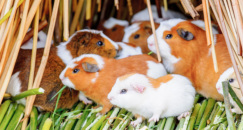 A group of guinea pigs take shelter