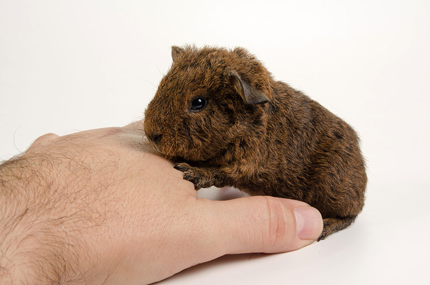 Argente guinea pig