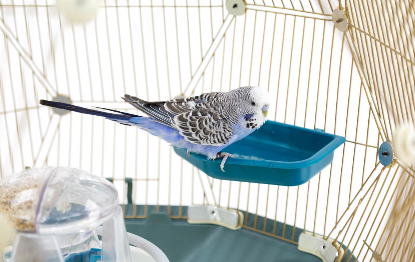 Cage à oiseaux Geo, Une magnifique cage en dôme pour vos oiseaux