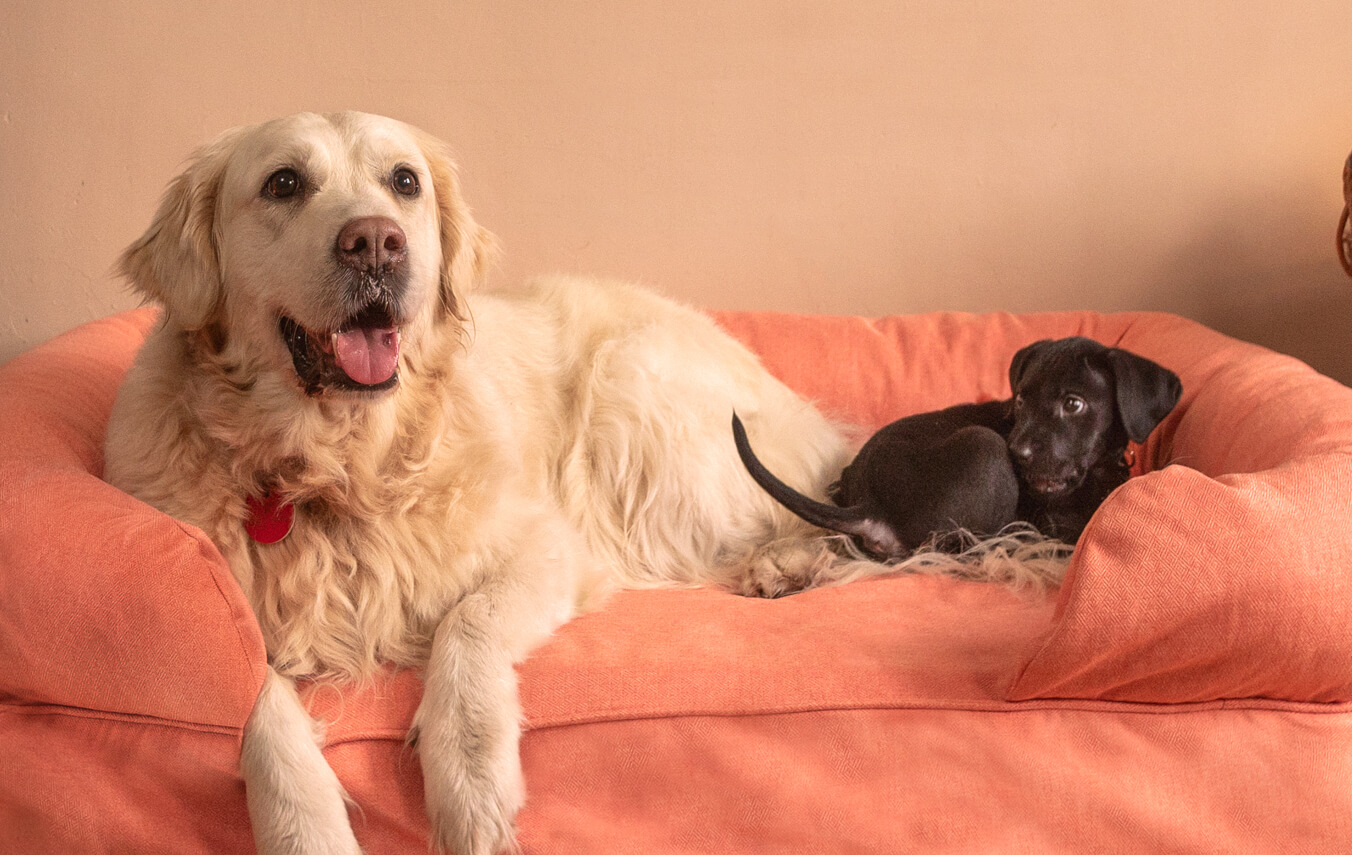 Un petit et un grand chien assis ensemble sur un panier pour chien Bolster d’Omlet