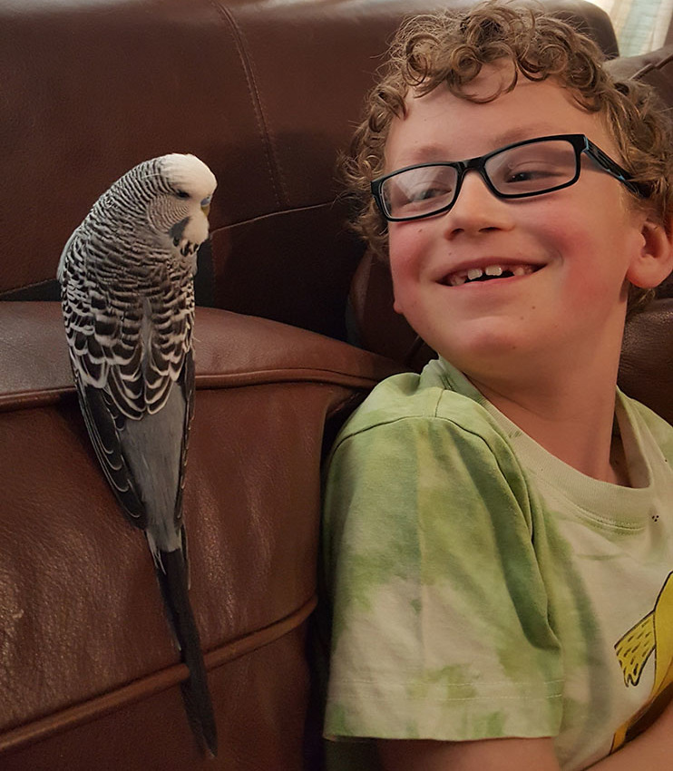 budgie and boy