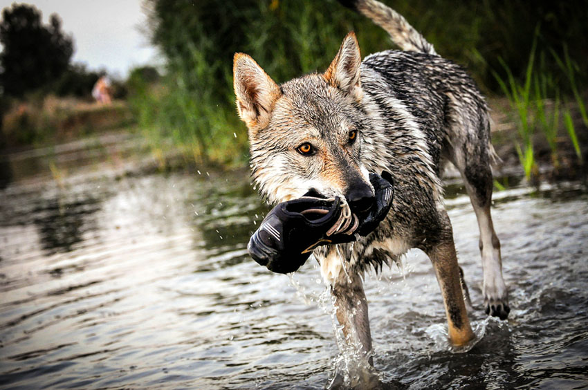 Un magnifique Chien-loup tchécoslovaque.