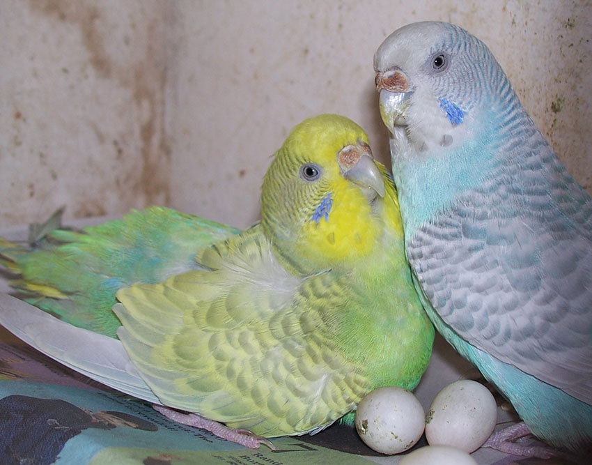 https://www.omlet.fr/images/originals/Budgie_eggs.jpg