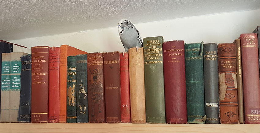 budgie perched on books