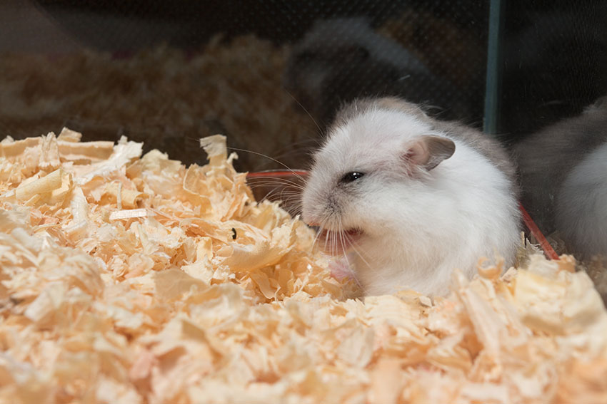 purchasing hamsters