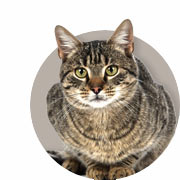Guide sur les chats