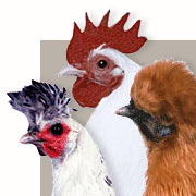 Races de Poules