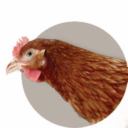 Guide sur les Poules