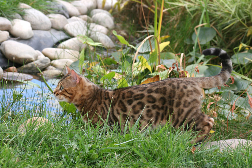 A Bengal Cat with an incredible rosetted coat pattern