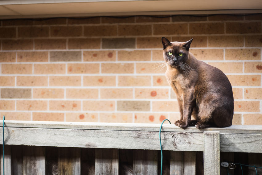 A Burmese Cat sitting on a fence