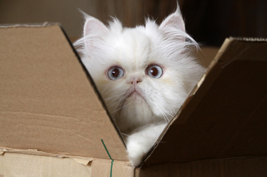 A Cameo Cat playing in a cardboard box