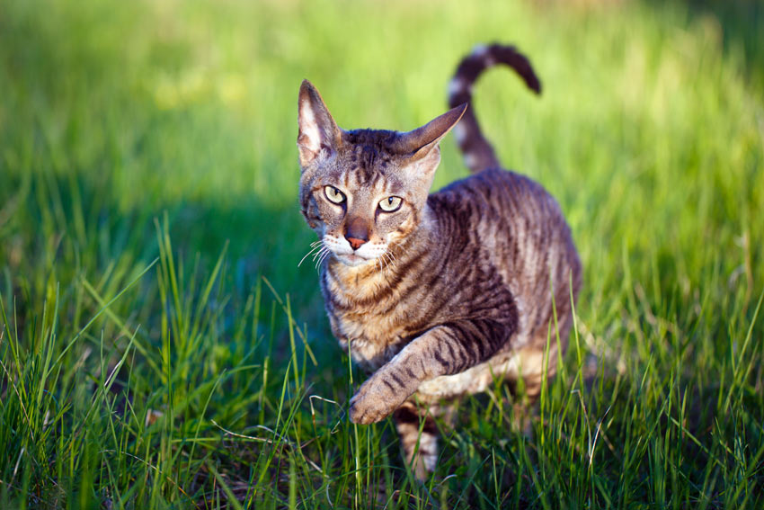 A Cornish Rex Cat with a beautiful tabby coat walking through the grass