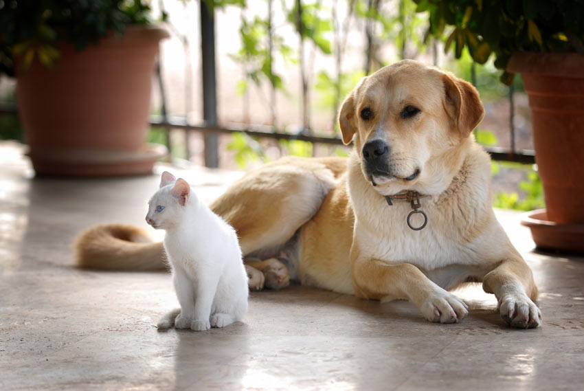 A Dog and a Cat getting on very well at home