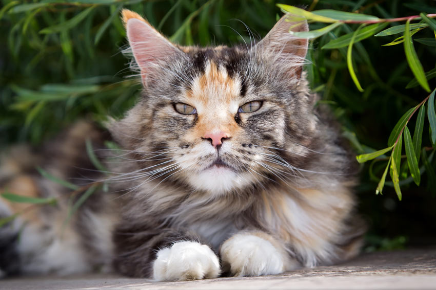 A Maine Coon cat with a beautiful thick long coat lying down
