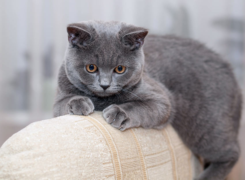 A Pedigree British Shorthair Cat relaxing on the arm of the sofa