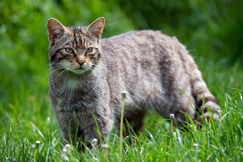 A Scottish Wildcat hunting in the long grass