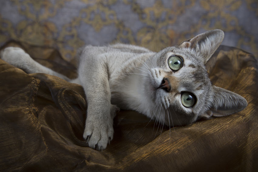 A Singapura Cat with beautiful green eyes lying down