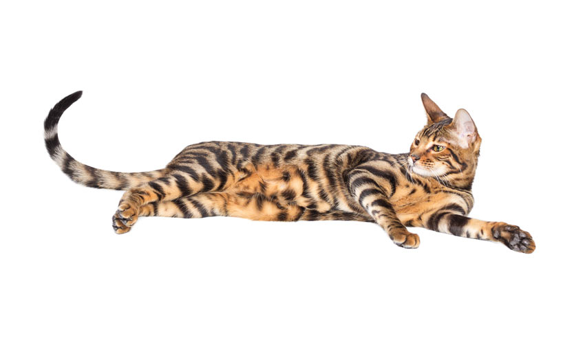 A Toyger cat with tiger like markings