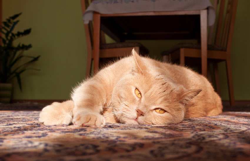 A beautiful ginger British Shorthair tomcat lying on the carpet indoors