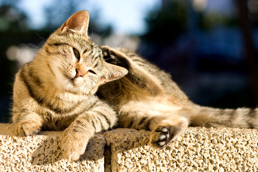 A beautiful tabby kitten scratching its fur