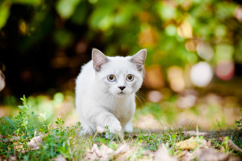 Découvrez 5 races de chats atypiques