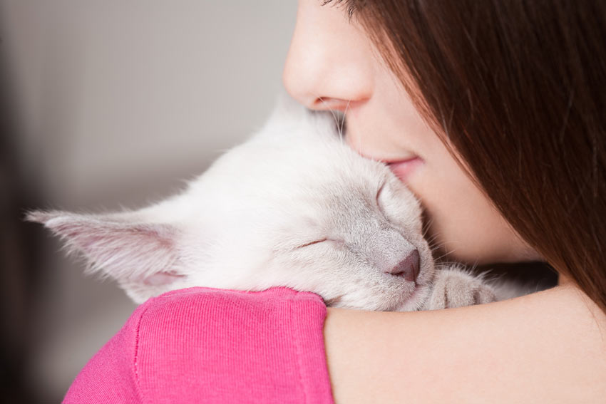 A beautiful young siamese kitten cuddling its owner