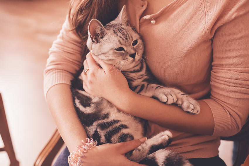 A_cat_being_craddled_by_its_owner