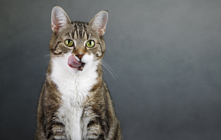 A cat licking its lips waiting to be fed a treat