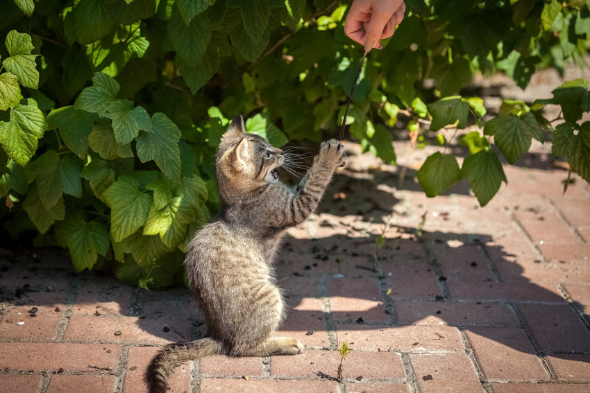 Un chat qui s’amuse avec une plume trouvée dans le jardin