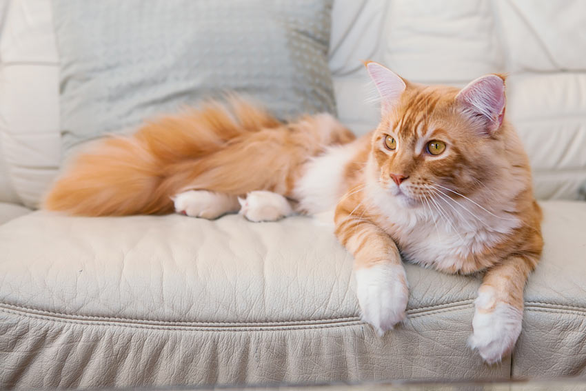 A child friendly Maine Coon cat