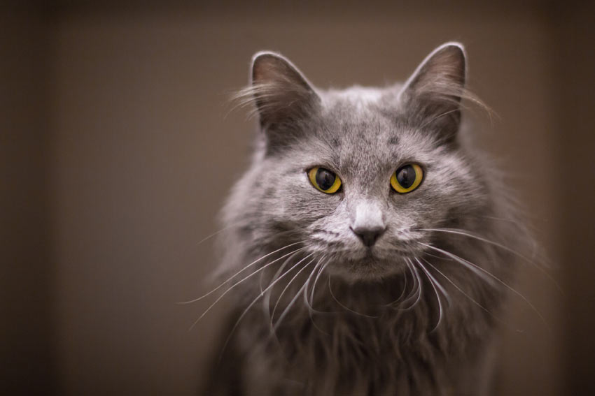 A close up of a cats whiskers