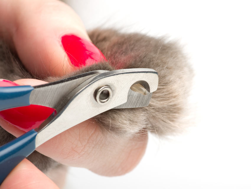A close up of someone clipping a cats claws using clippers