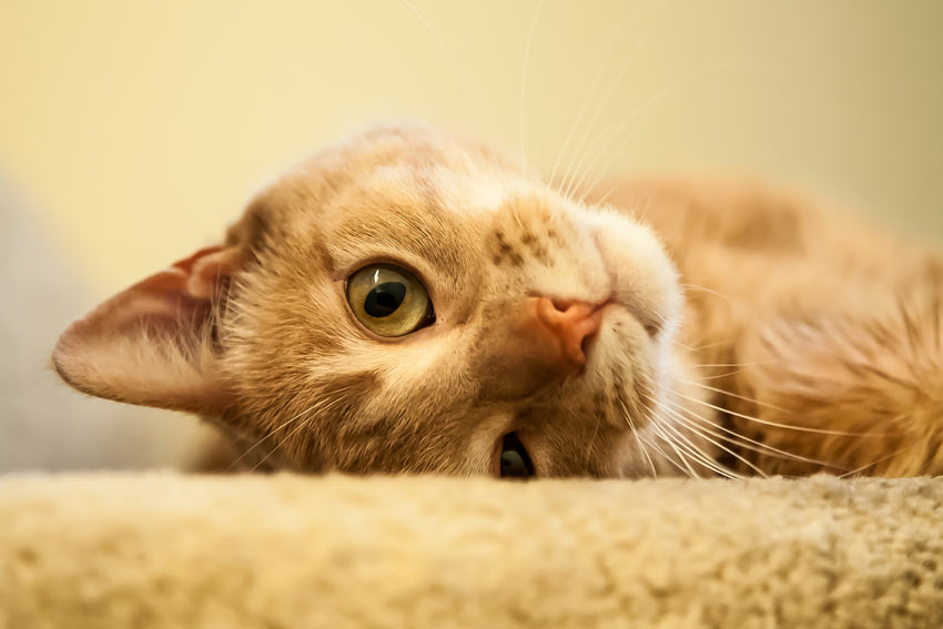 A cute cat lying down inside