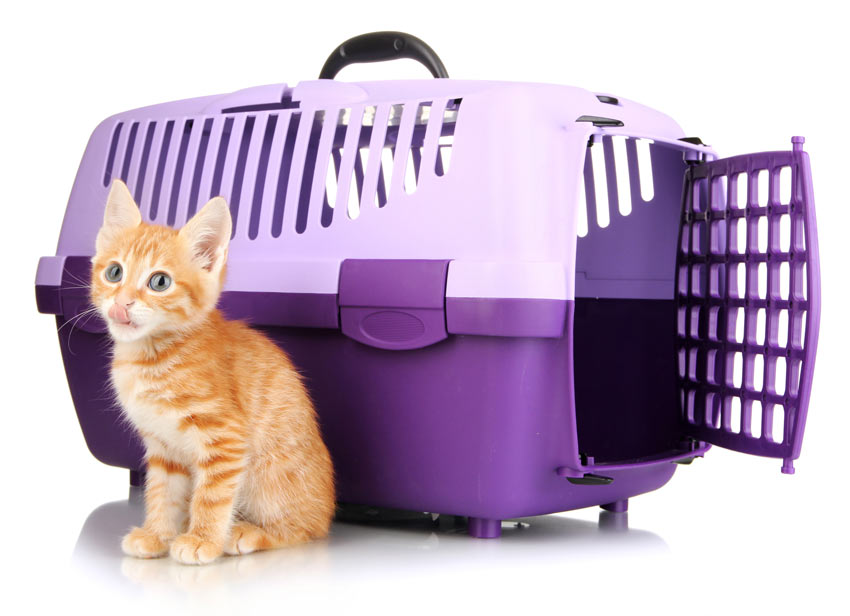 A cute little ginger kitten sitting next to a cat travel box