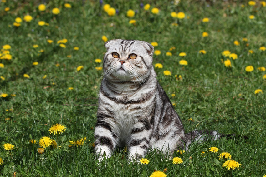 Un British shorthair aux marques très dinstinctes