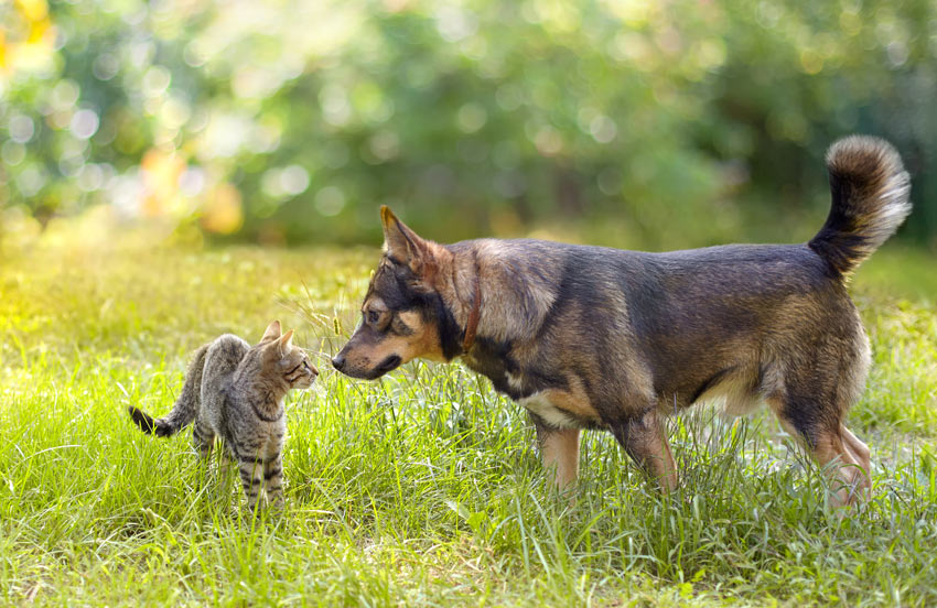 A dog and a cat meeting for the first time sniffing each other
