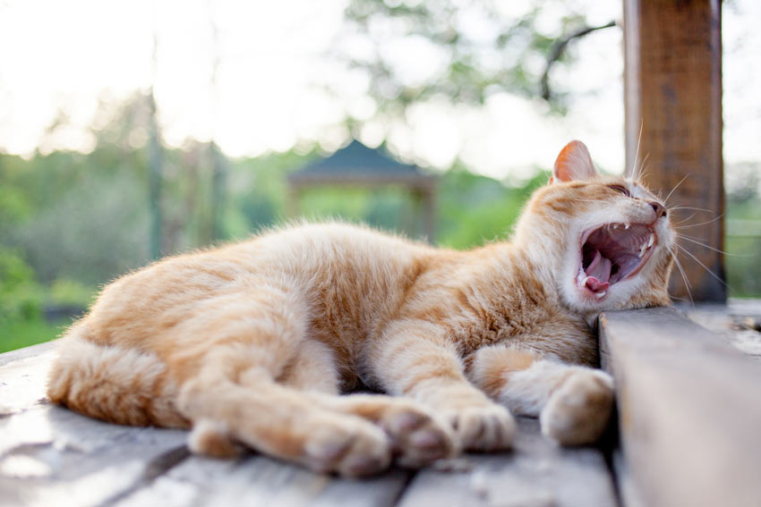 A ginger and white cat lying down yawning showing off its beautiful clean teeth