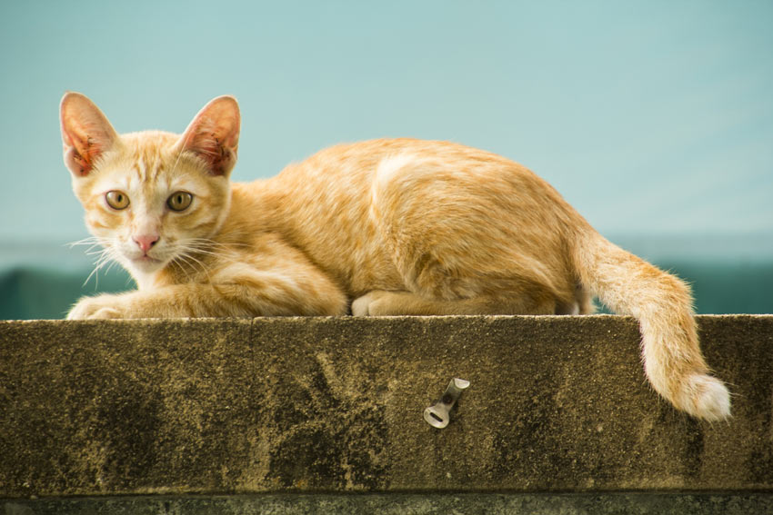 A ginger and white moggy with beautiful tall ears