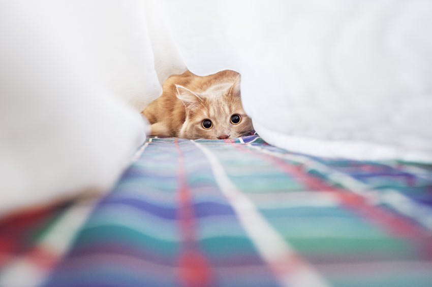 A ginger cat playing under the bed sheets