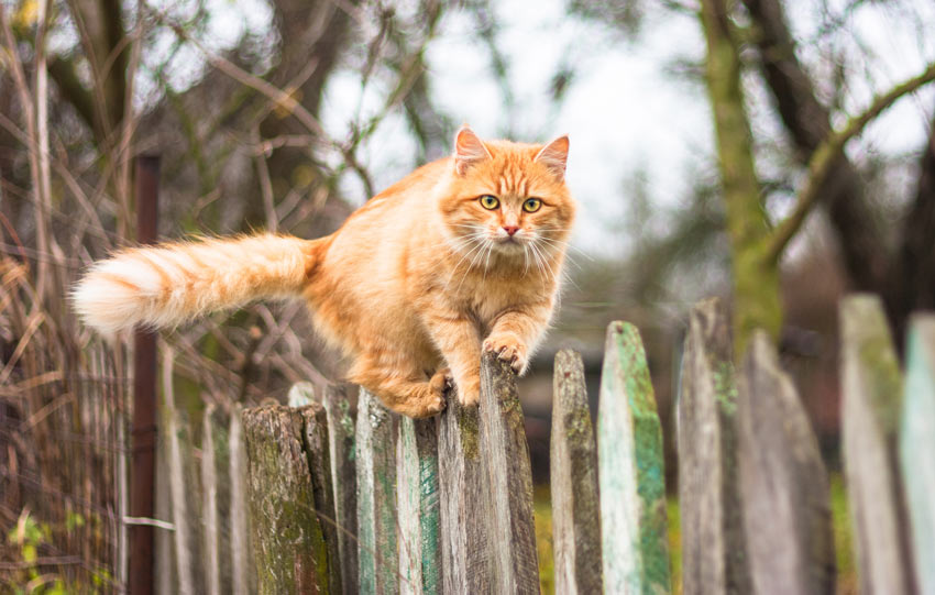 A ginger cat with perfect balance climbing along a fence