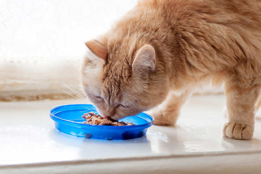 Les Premieres 24 H D Un Chat Dans Sa Nouvelle Maison Ramener Un Nouveau Chat Chez Soi