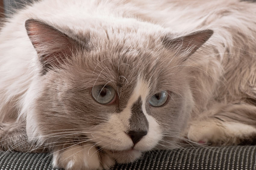 A grey and white Ragdoll Cat thats good with children