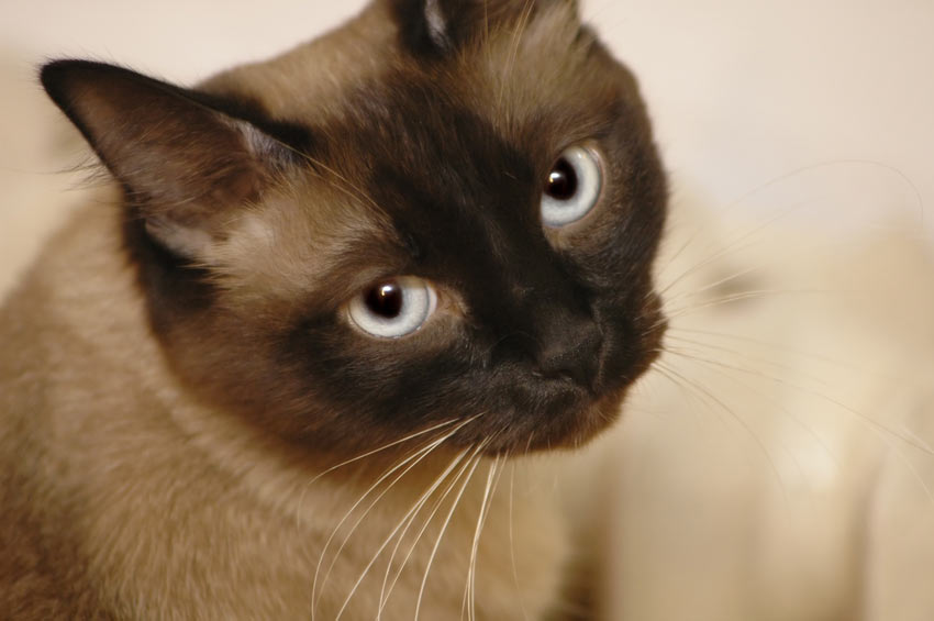 A guilty looking Siamese cat