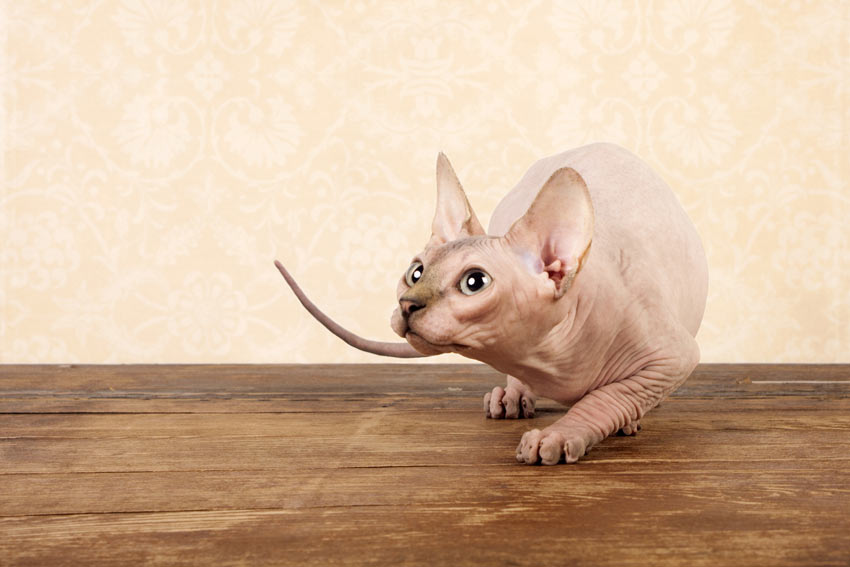 A hairless Sphynx Cat with a hypoallergenic coat