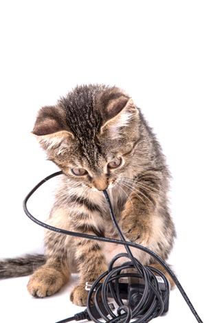 A kitten chewing on an electric cable