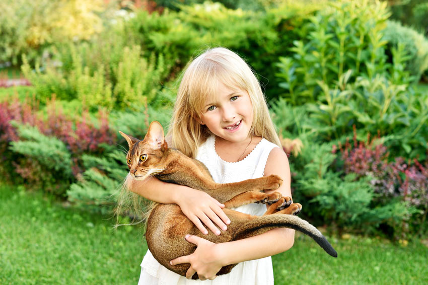 7 meilleures races de chat pour les enfants, Choisir le bon chat