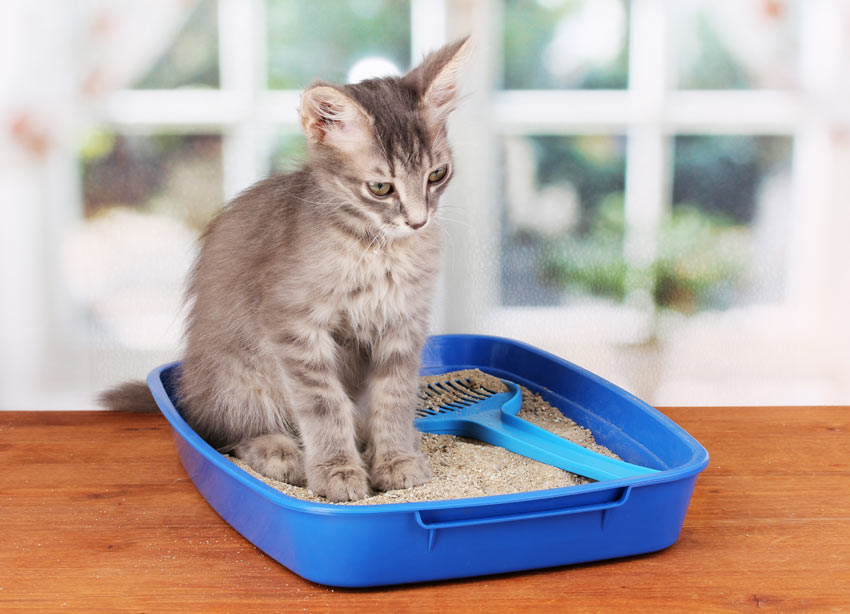 A lovely little grey kitten using a blue plastic litter tray indoors