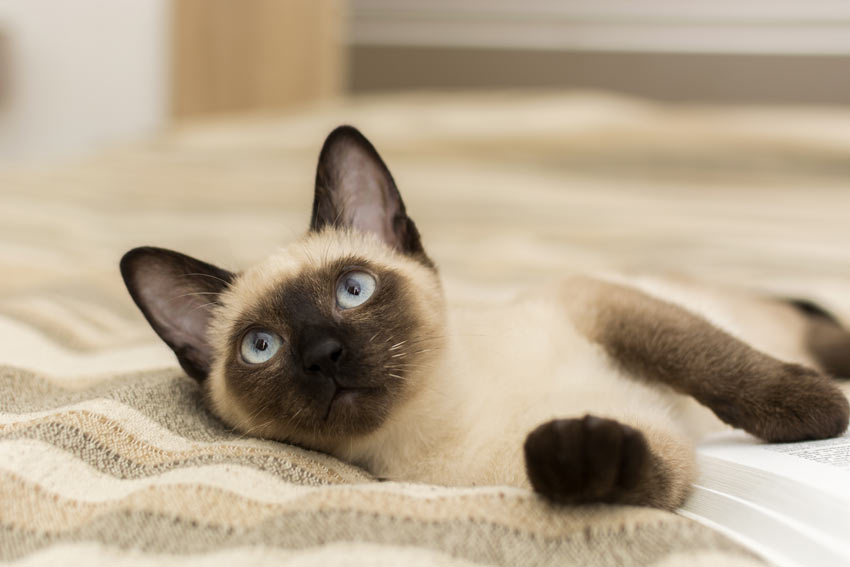 A lovely siamese cat with beautiful blue eyes